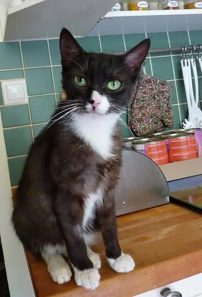 Zelenooká Molly z kravína
