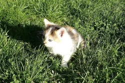 Daruji koťata