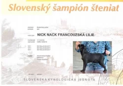 Brabantík s PP
