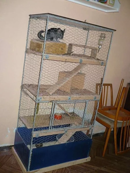 Činčila sameček i s voliérou