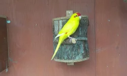 Kakariki Červenočelý