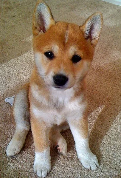 Koupím stěně Shiba-inu pejska