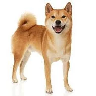 Koupím stěně Shiba-inu pejska