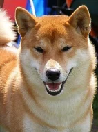 Koupím stěně Shiba-inu pejska