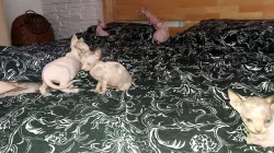 KOTÁTKA SPHYNX