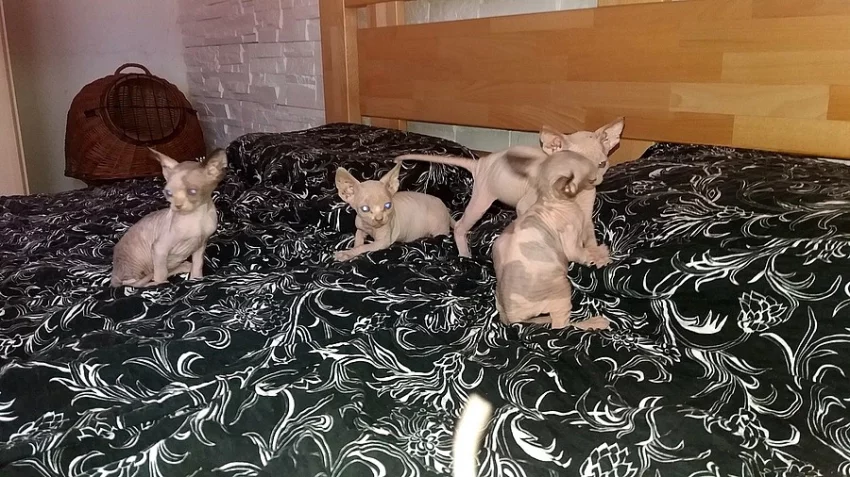 KOTÁTKA SPHYNX