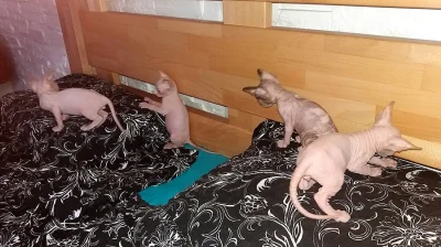 KOTÁTKA     SPHYNX