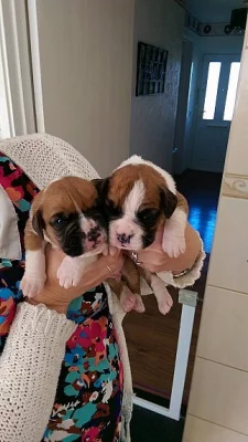 Boxerky mužské a ženské pečovatelské domy připravené nyní