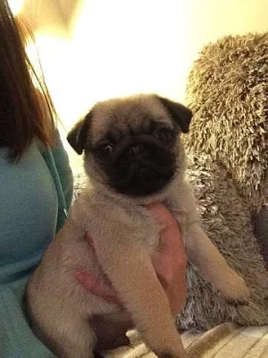 5 nejlepších štěňátek Kc Pug jsou připraveni