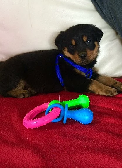 Rottweiler 3 muž 3 žena připravena
