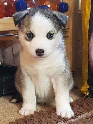 Štěňata Sibiřského husky pro péči o domácnosti