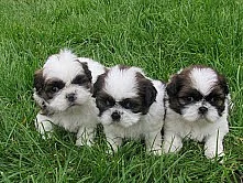 Velmi roztomilé a krásné shih tzu štěňata pro pečovatelské d