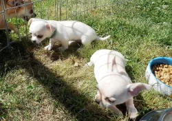 Čivava krátko i dlouhosrstá s PP