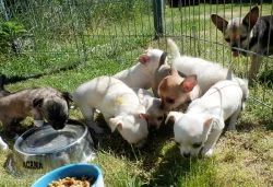 Čivava krátko i dlouhosrstá s PP