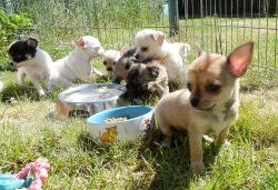 Čivava krátko i dlouhosrstá s PP