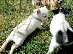 Čivava krátko i dlouhosrstá s PP