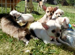 Čivava krátko i dlouhosrstá s PP