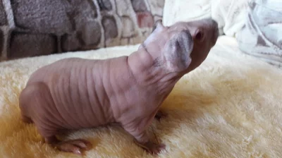 SKINNY MORČATA