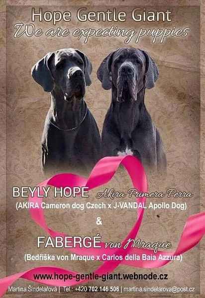 Německá doga modrá