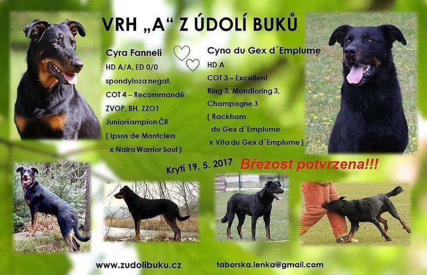 Beauceron - štěňátka s PP