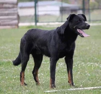 Beauceron - štěňátka s PP