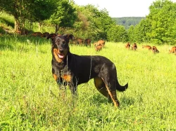 Beauceron - štěňátka s PP