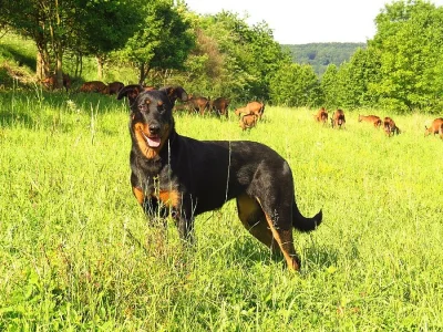 Beauceron - štěňátka s PP