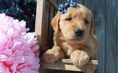 Ohromující mláďata Golden Retriever jsou k dispozici
