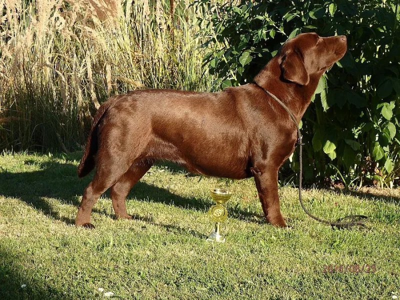 Labrador - štěńátka s PP