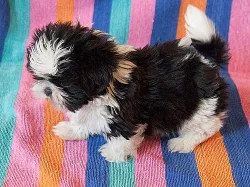 Nádherné shih tzu štěňata jsou připraveni