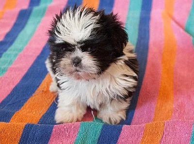 Nádherné shih tzu štěňata jsou připraveni
