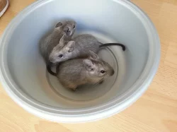 Modrý osmák degu
