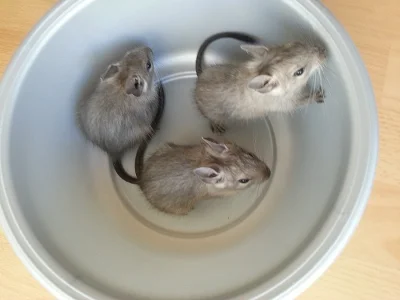 Modrý osmák degu