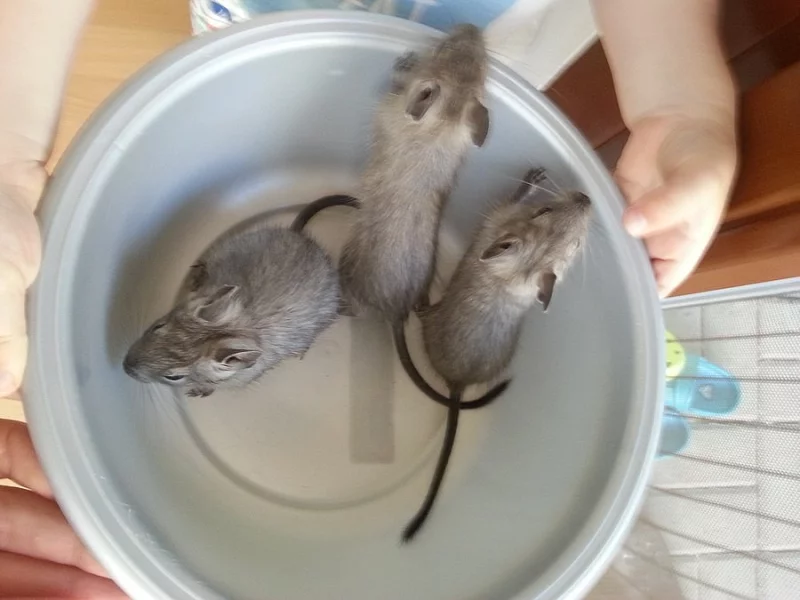 Modrý osmák degu