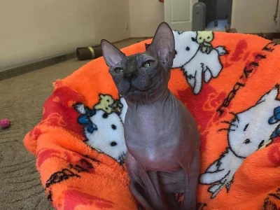 Don Sphynx kocourek s PP k prodeji