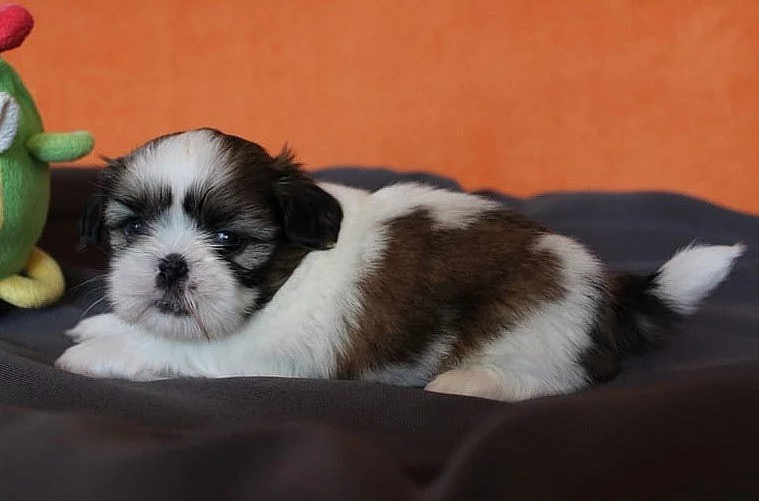 Shih-tzu