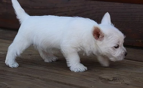 Nádherné mláďata West Highland White Terrier