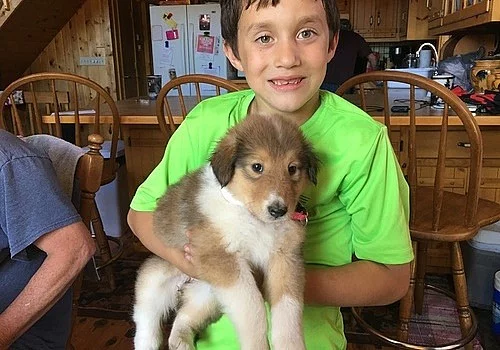 Border Collie štěňata pro nové domovy