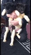 Prodám Shiba inu štěňata s PP