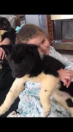 Prodám Shiba inu štěňata s PP