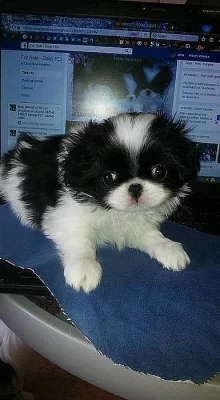 JAPAN CHIN kennel FCI