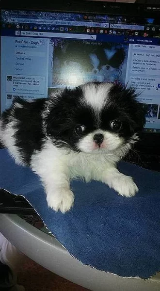 JAPAN CHIN kennel FCI
