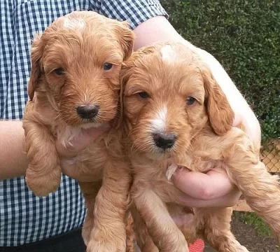 Cockapoo štěňata