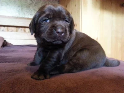 Štěňata labradorský retrívr