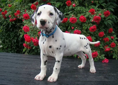 Dalmatin - štěňata s PP ihned k odběru