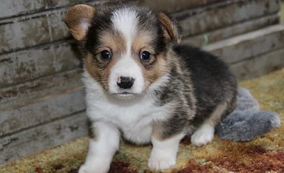 Nádherné Pembroke Welsh Corgi štěňata