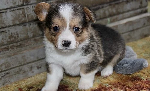 Nádherné Pembroke Welsh Corgi štěňata