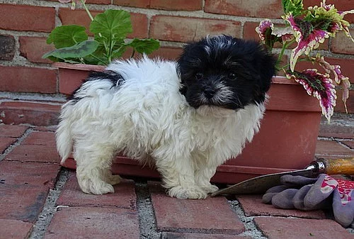 Ohromné Havanské štěňata jsou připraveny