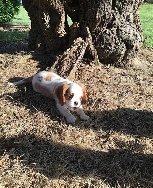 Roztomilé štěňátka Cavalier King Charles Spaniel