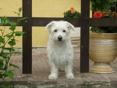 Voříšek hledá nový domov